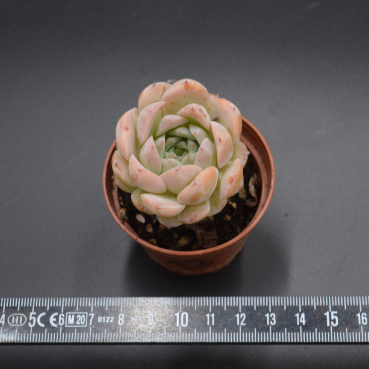 Echeveria Amazing Grace