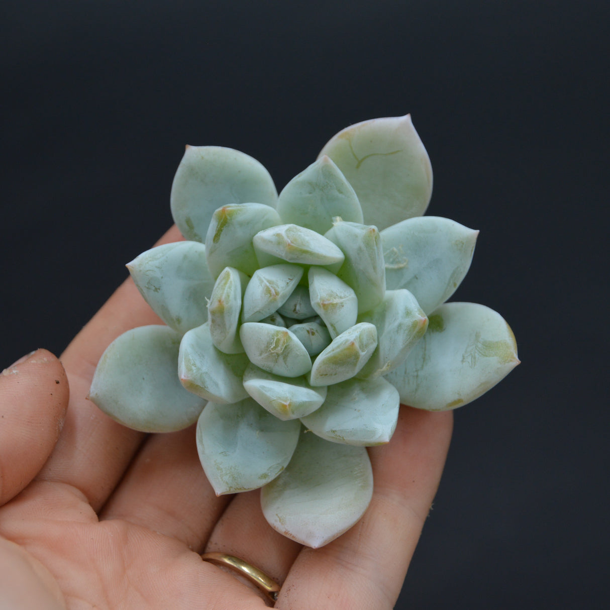 Echeveria Angel Steckling