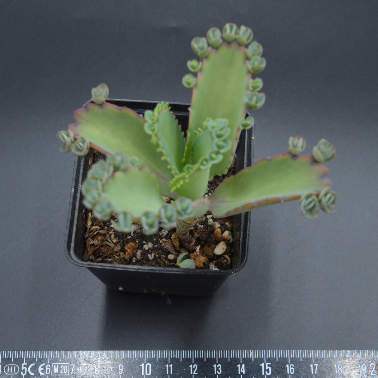 Kalanchoe laetivirens