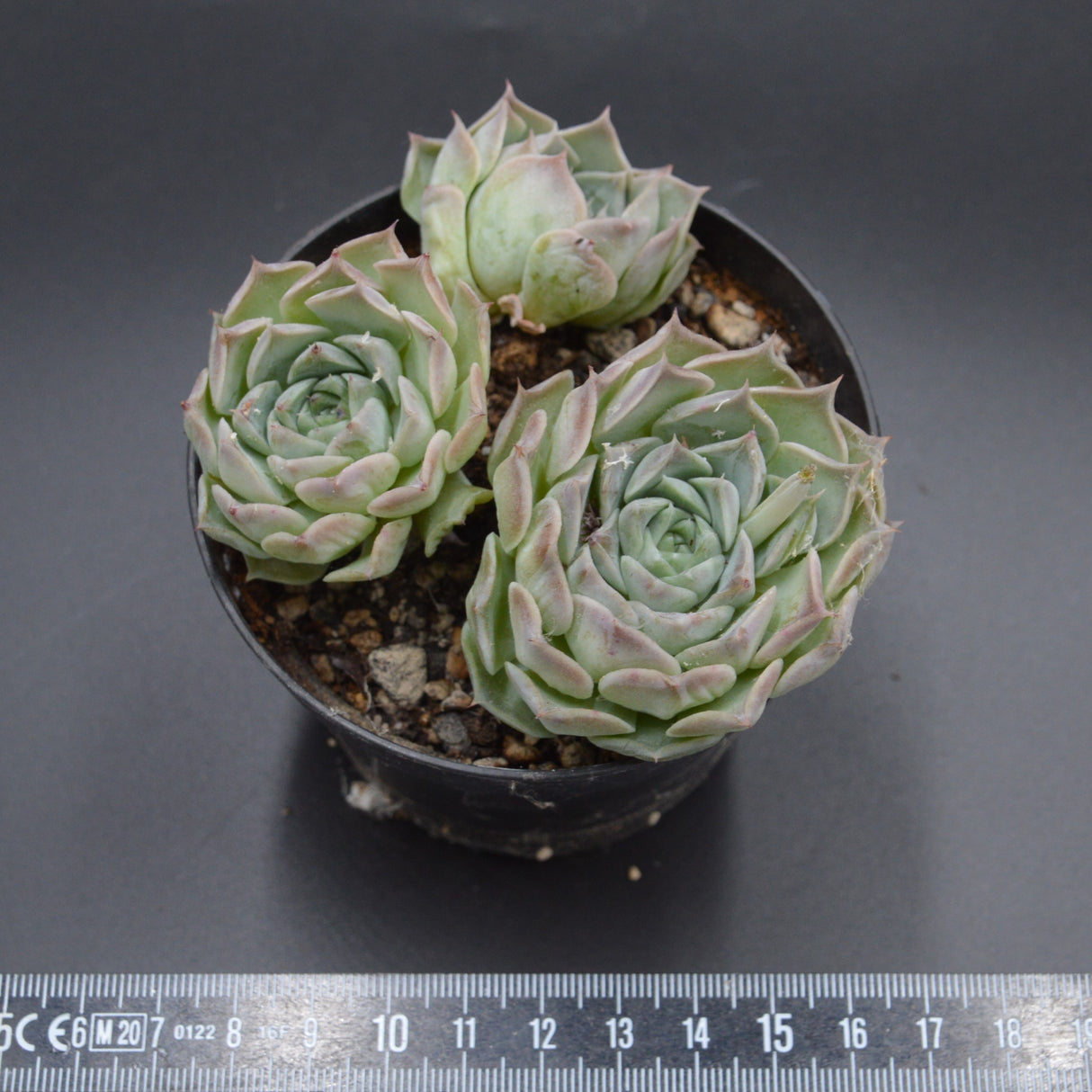 Echeveria Hyalina Hybrid