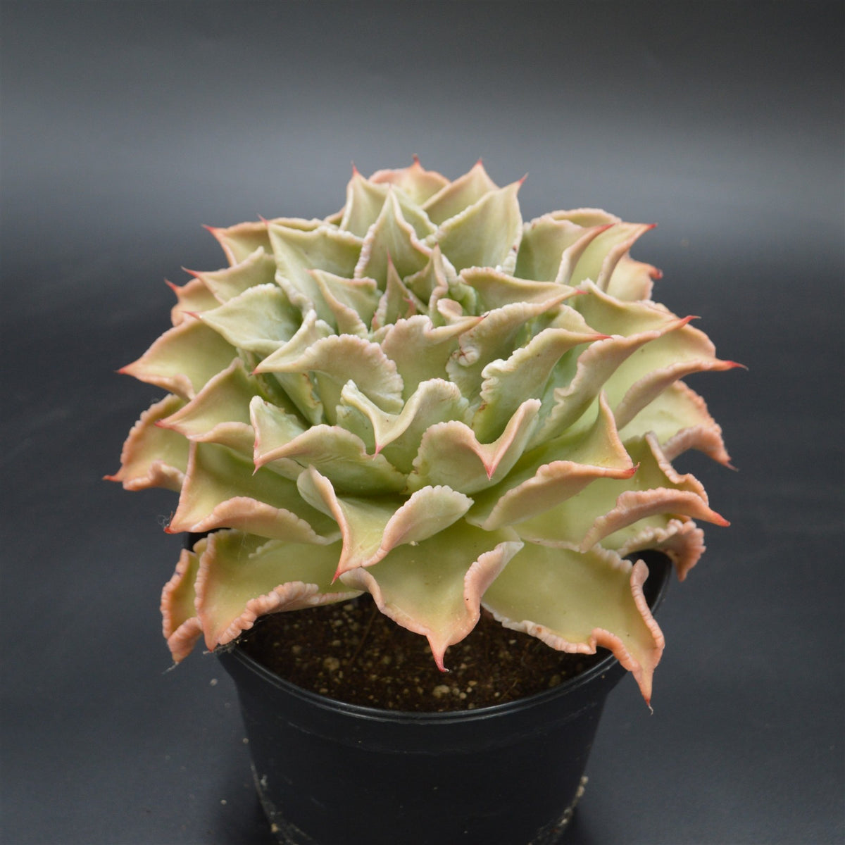 Echeveria Madiba XXL
