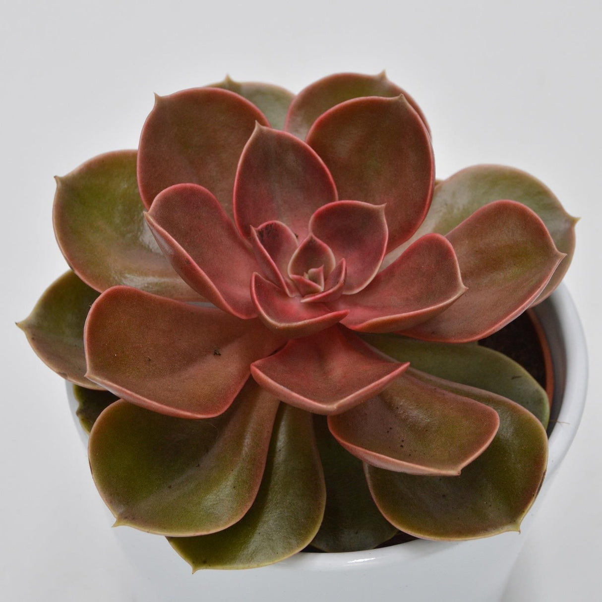Echeveria Magic Pearl - 10,5cm