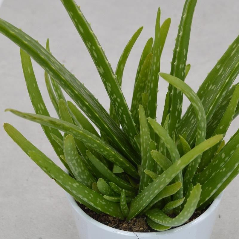 Aloe vera Sweet - 12cm