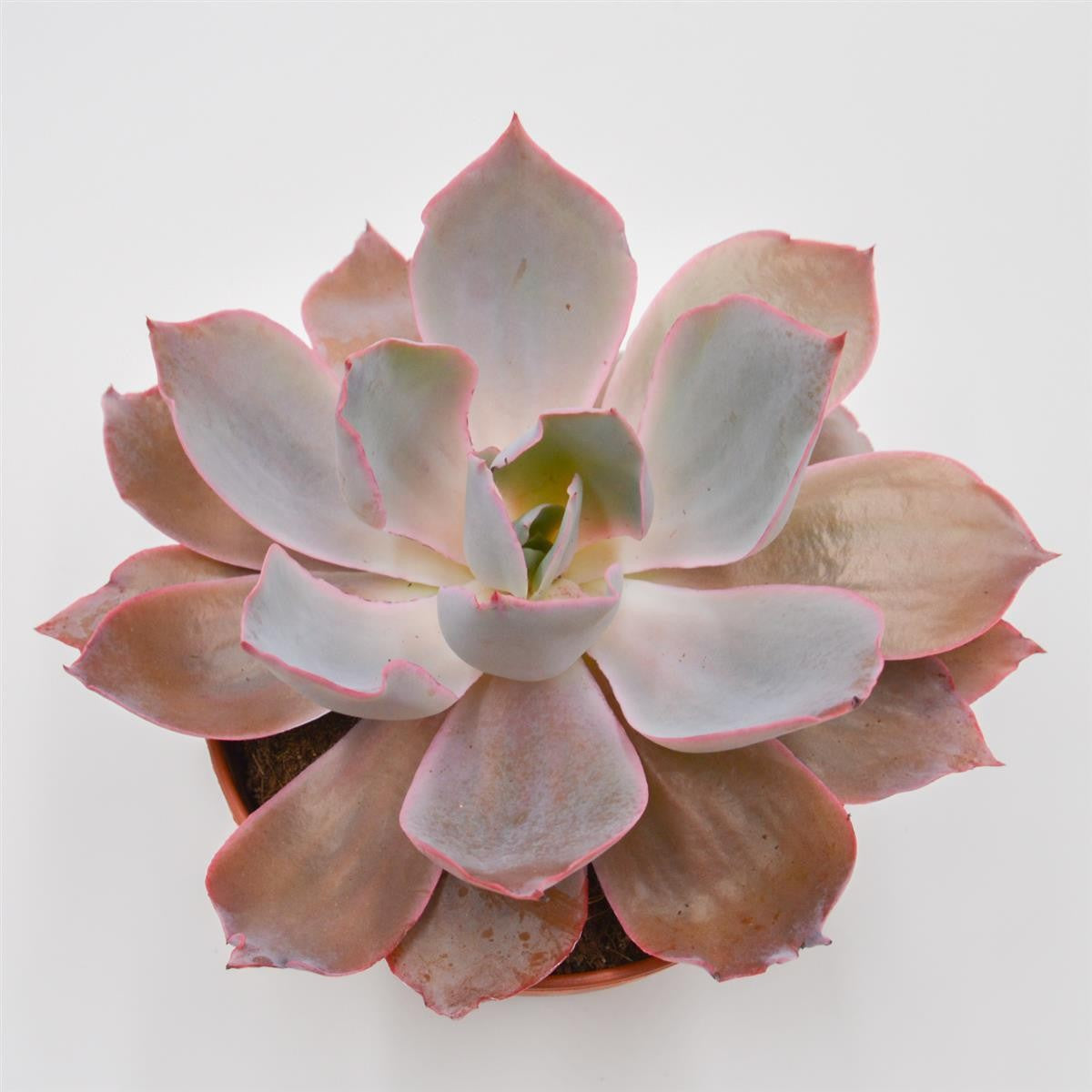 Echeveria Afterglow - 15cm