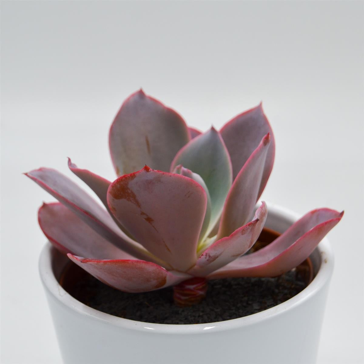 Echeveria Afterglow - 10,5cm