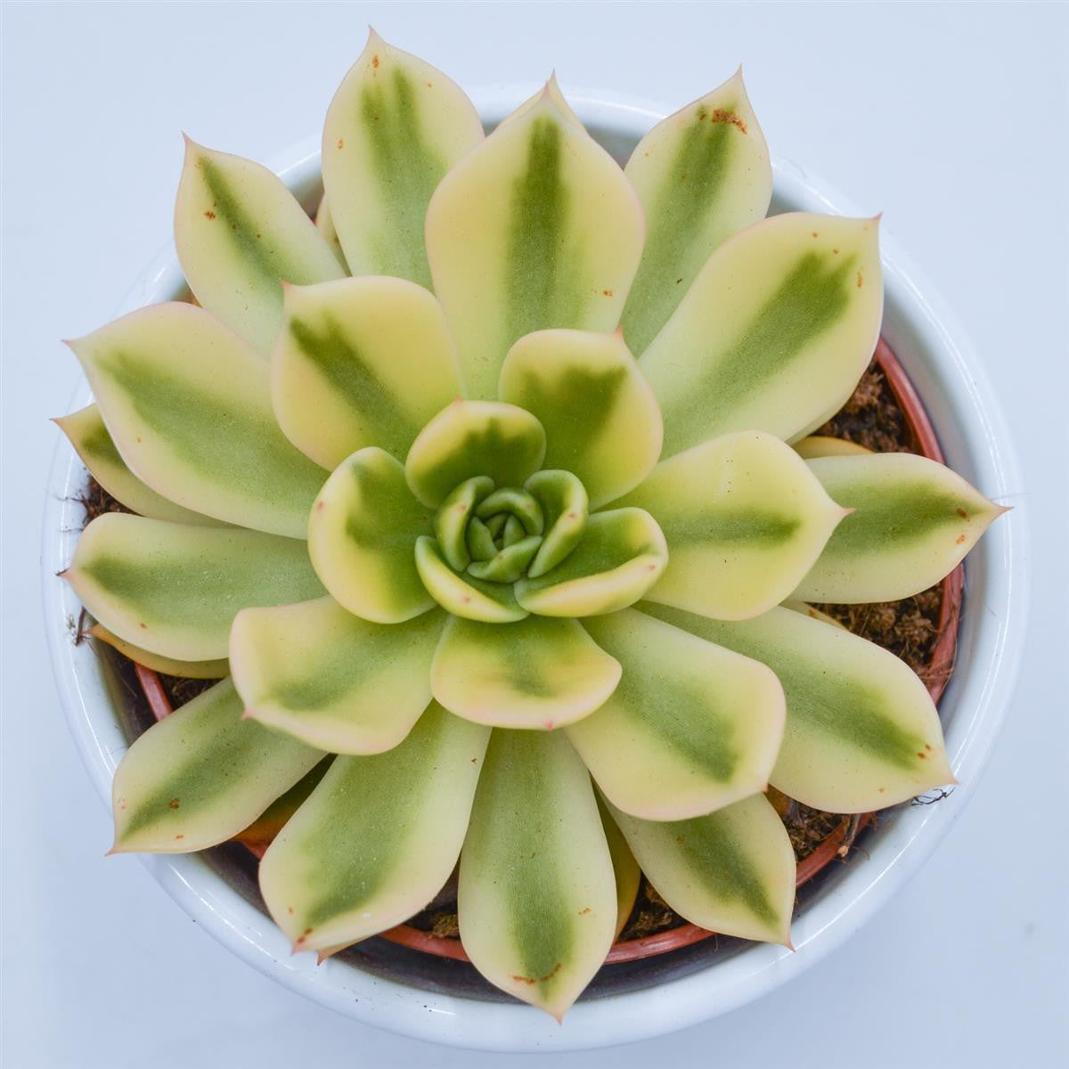 Echeveria agavoides Mira f. variegata - 10,5cm