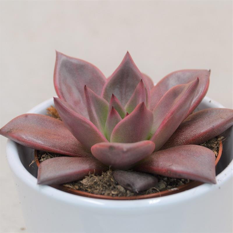 Echeveria agavoides Romeo - 8,5cm