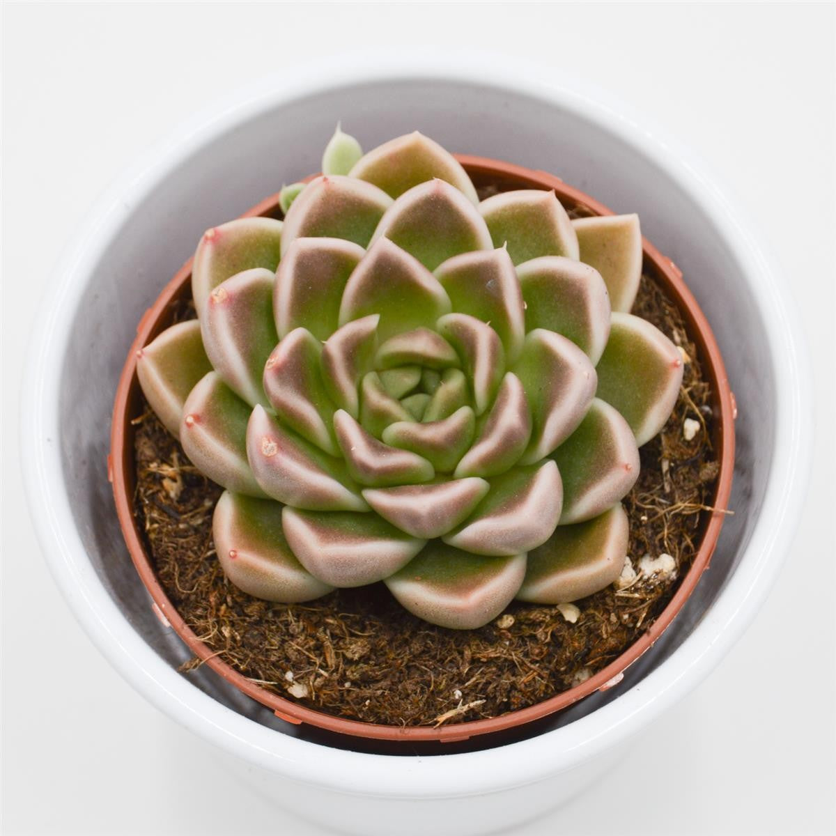 Echeveria Anubis - 8,5cm
