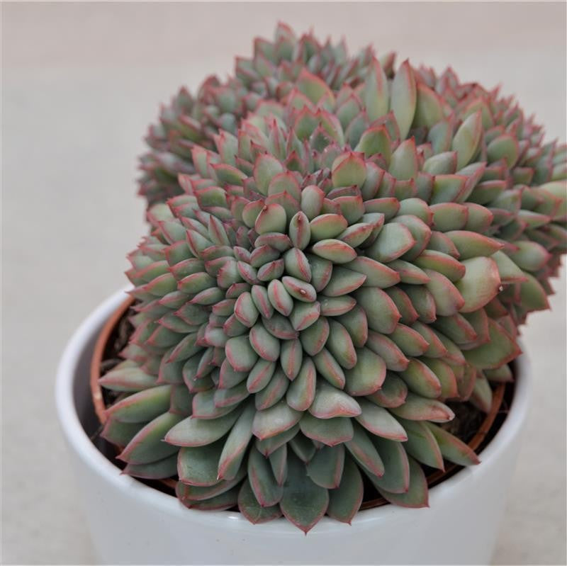 Echeveria Apus f. cristata - 10,5cm
