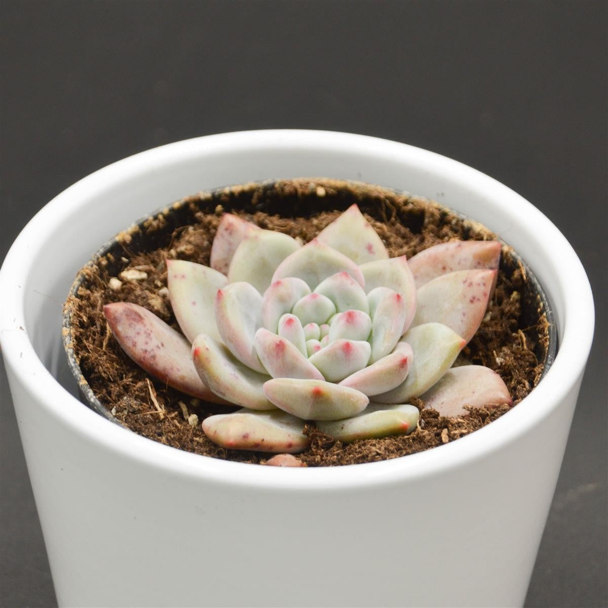 Echeveria Ariel - 9cm