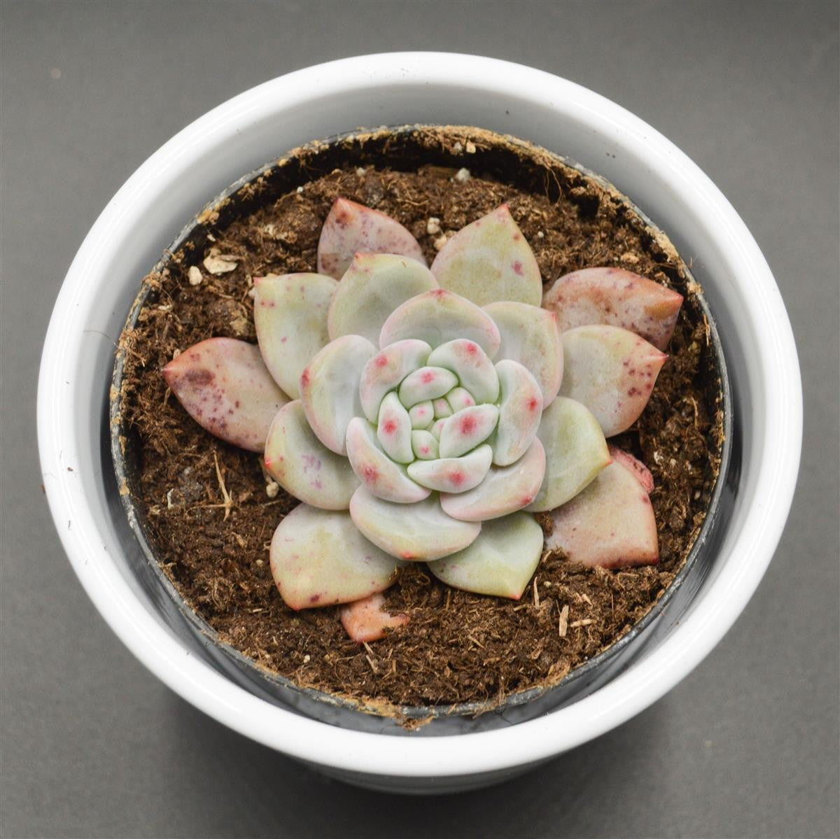 Echeveria Ariel - 9cm