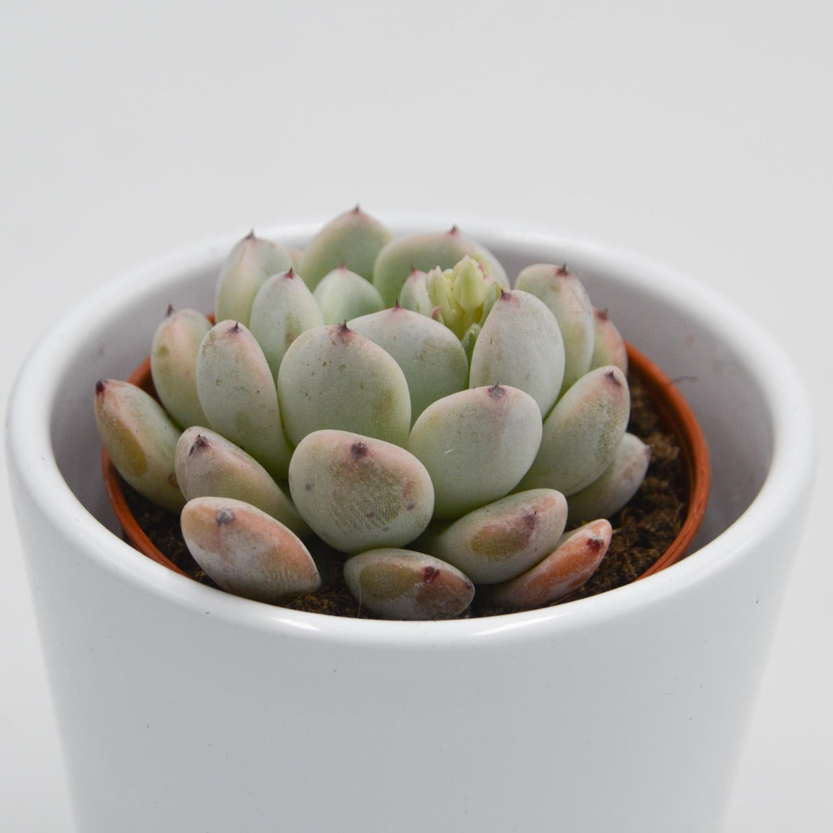 Echeveria Baena - 5,5cm