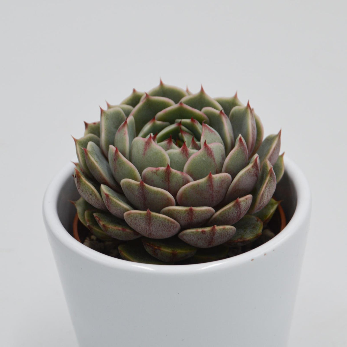 Echeveria Ben Badis - 6cm