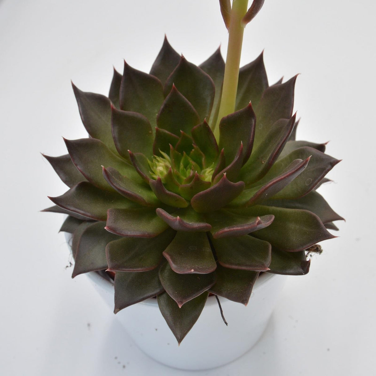 Echeveria Black River - 12cm