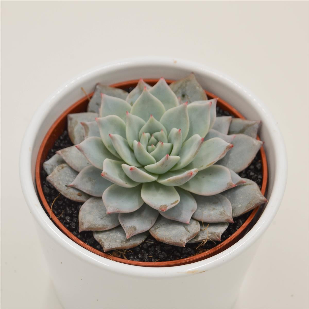 Echeveria Blue Bird - 10,5cm