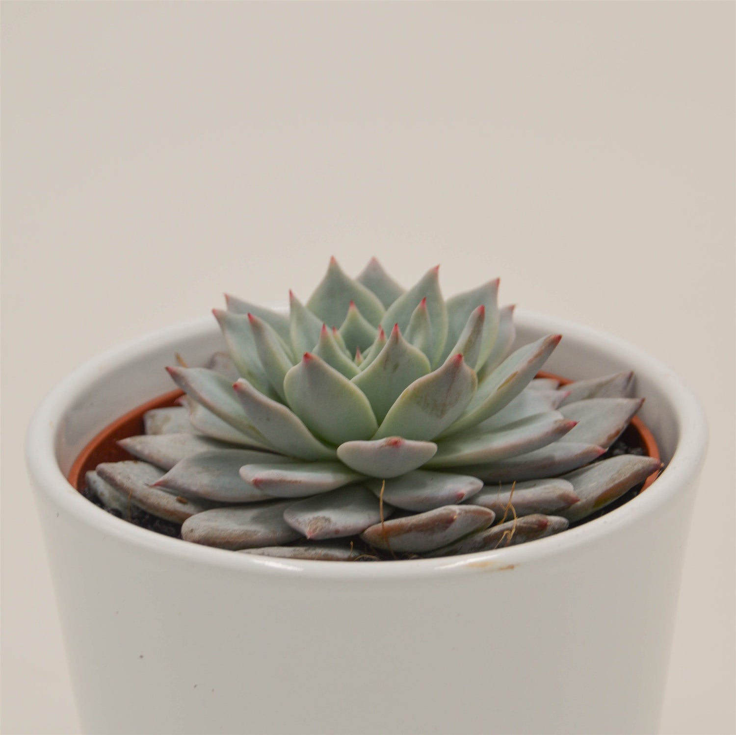 Echeveria Blue Bird - 10,5cm