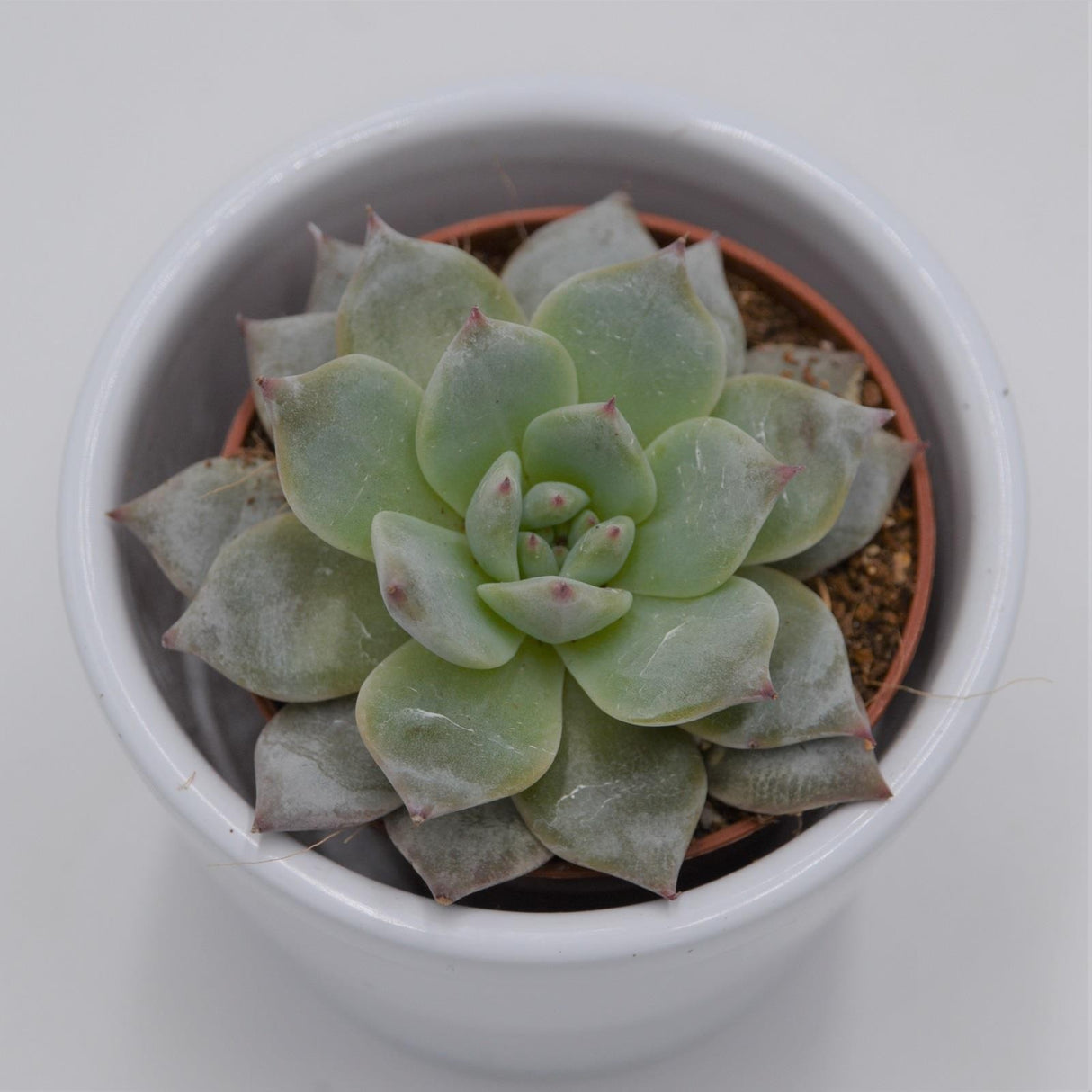 Echeveria Blue Bird - 5,5cm