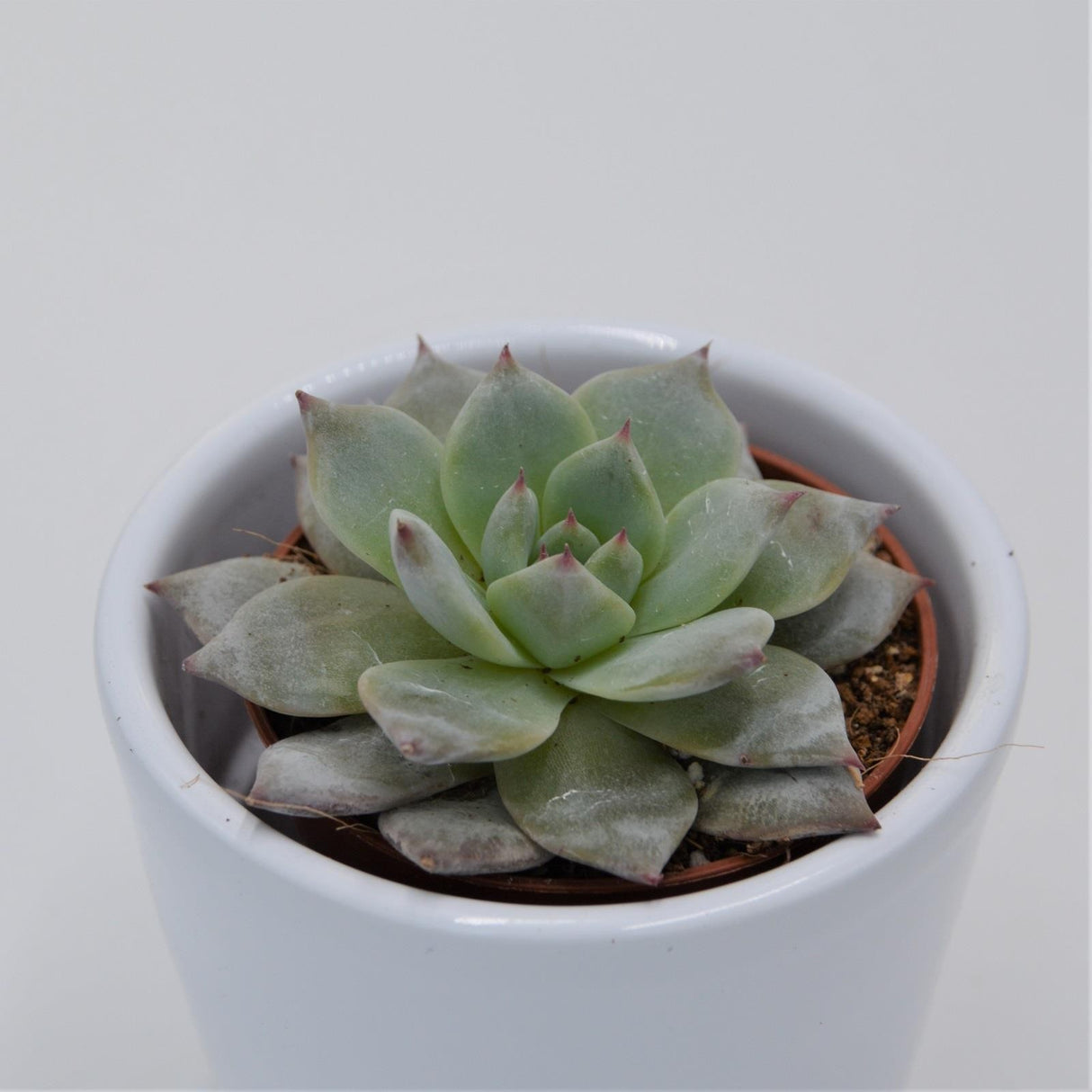 Echeveria Blue Bird - 5.5cm
