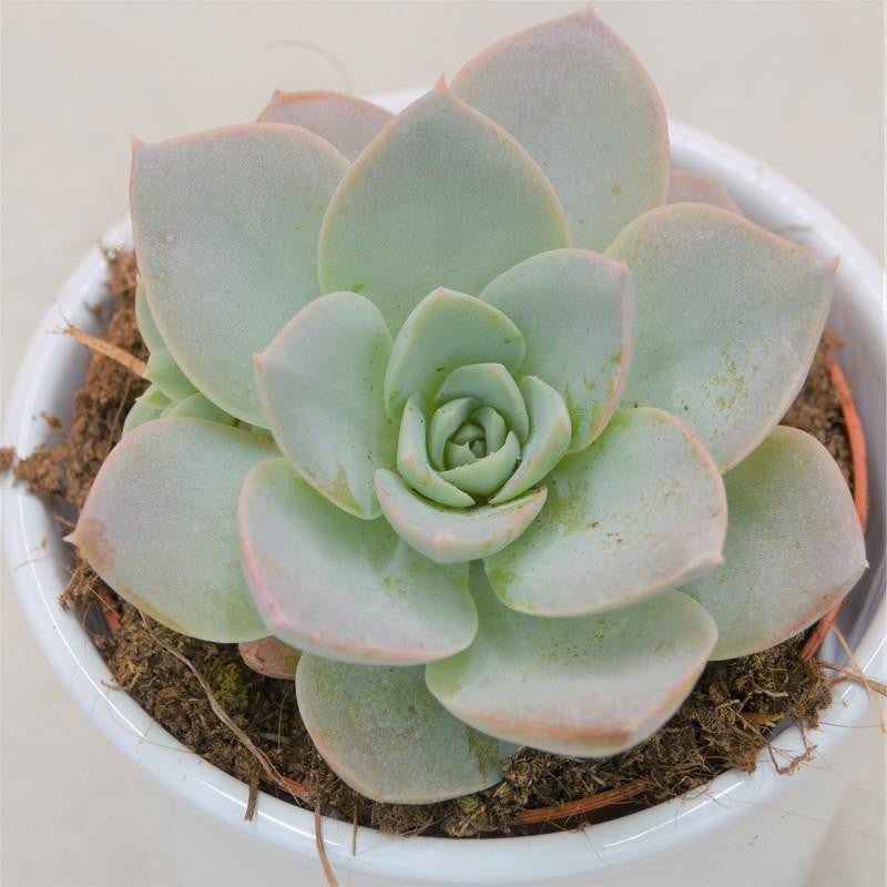 x Sedeveria Blue Lotus - 9cm