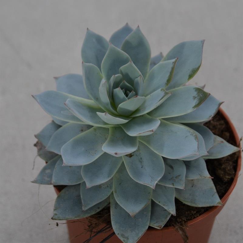 Echeveria subessilis - 8,5cm