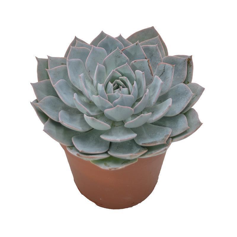 Echeveria Branco - 12cm