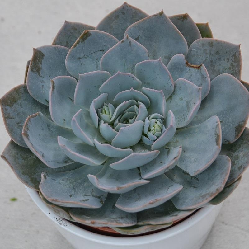 Echeveria Branco - 12cm