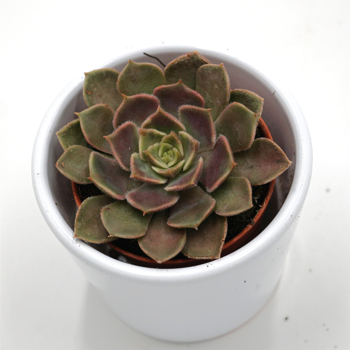 Echeveria Brown Rose - 5,5cm