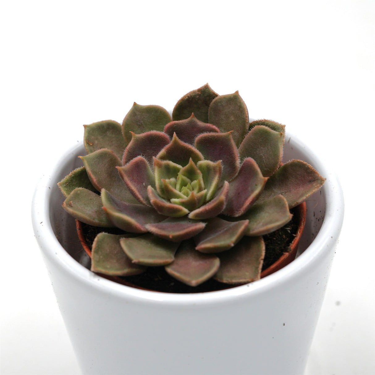 Echeveria Brown Rose - 5,5cm