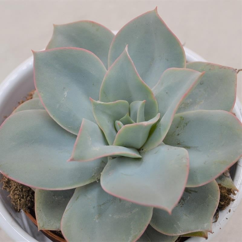 Echeveria Cansu - 9cm