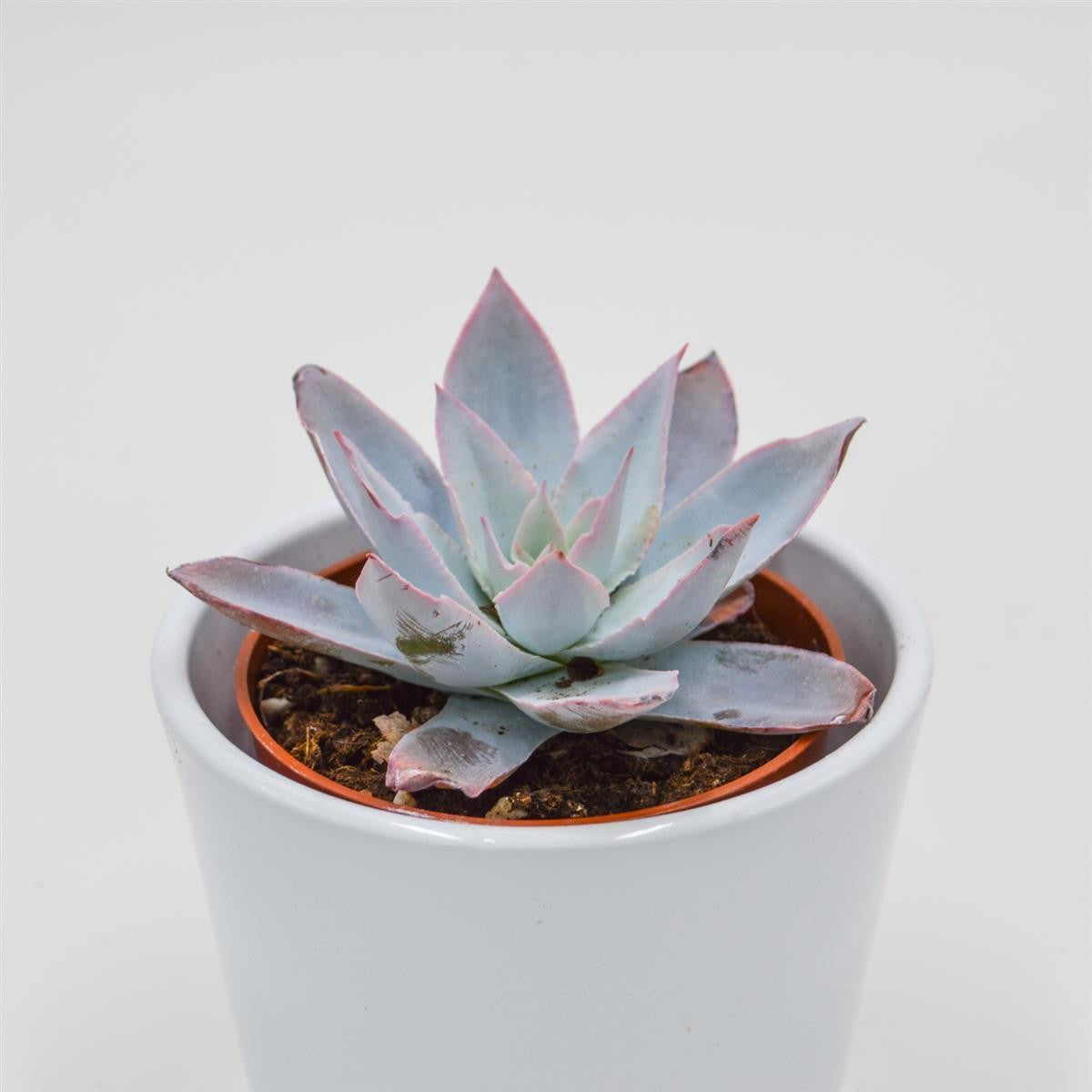 Echeveria cante - 8.5cm
