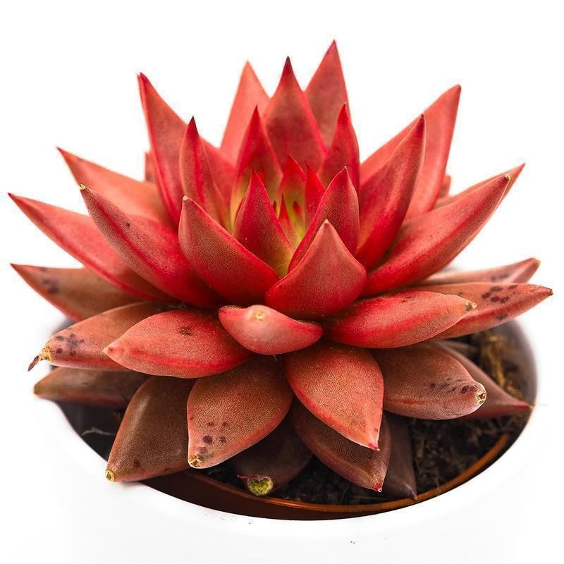 Echeveria agavoides Romeo Celestia - 8,5cm