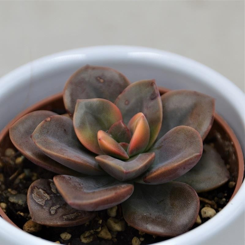 Echeveria Chroma - 6cm