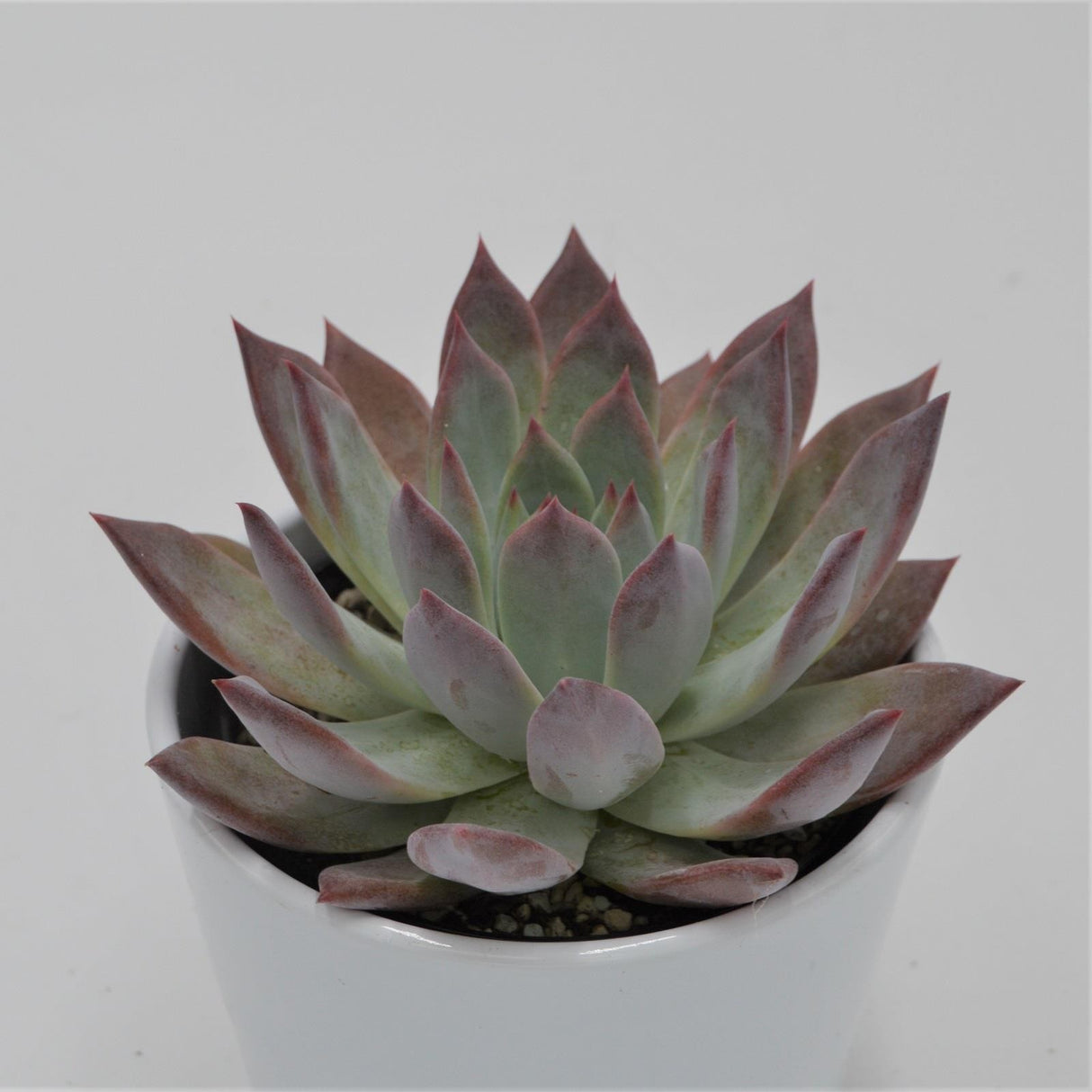 Echeveria colorata f. brandtii - 10,5cm