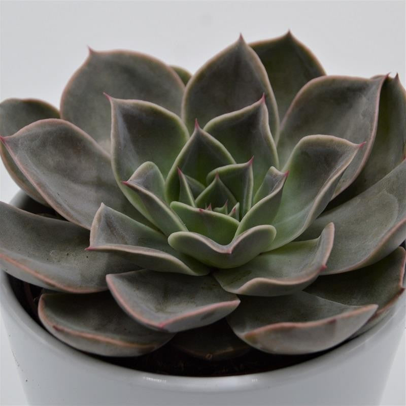 Echeveria Costa - 10,5cm