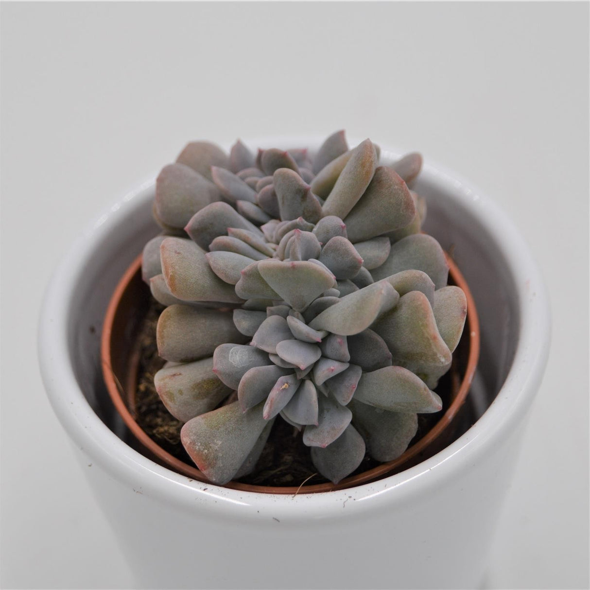 Echeveria Cubic Frost f. cristata - 5,5cm