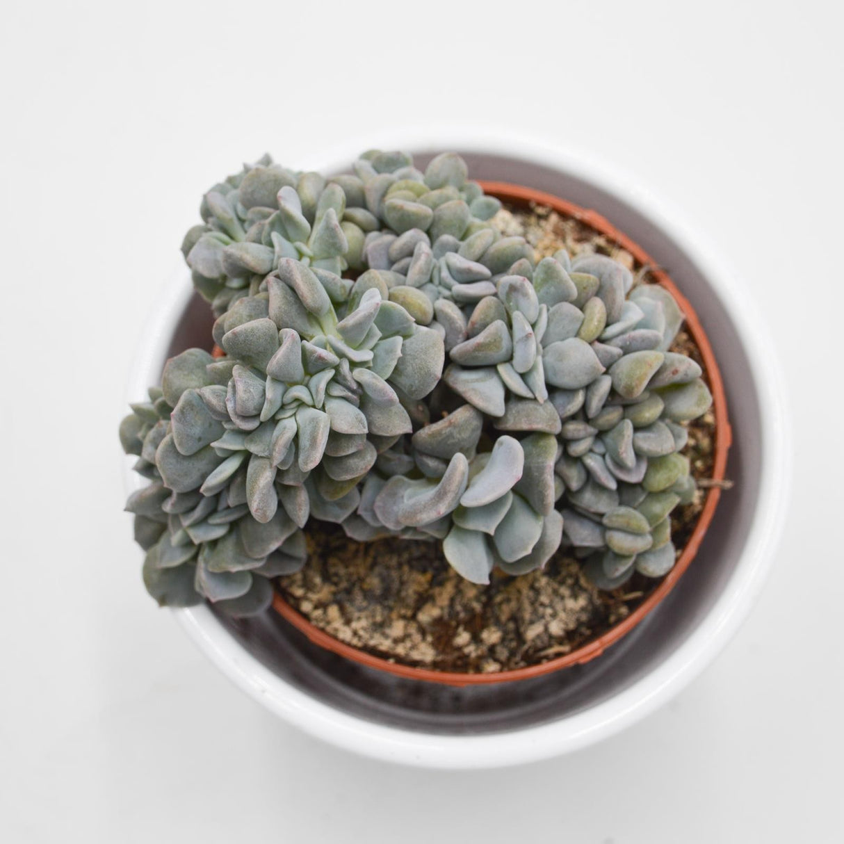 Echeveria Cubic Frost f. cristata - 8,5cm