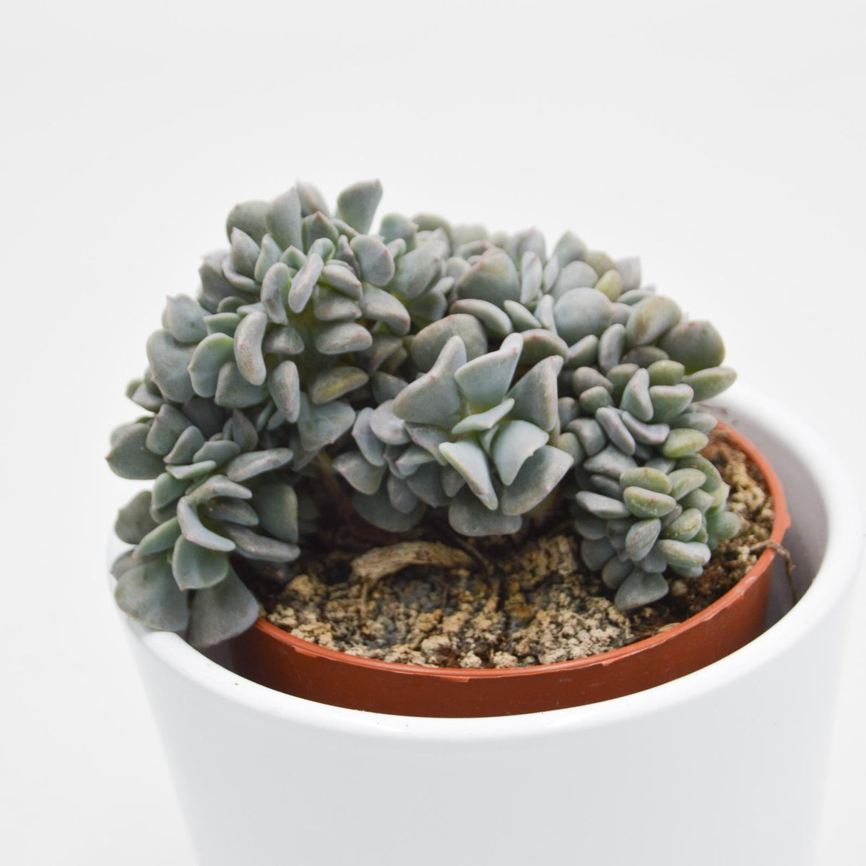 Echeveria Cubic Frost f. cristata - 8,5cm
