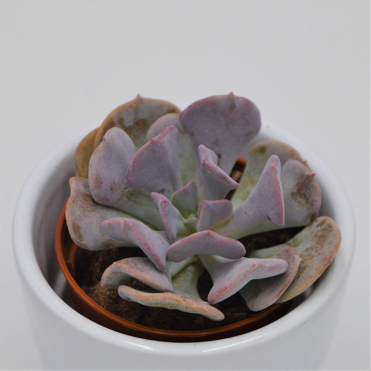 Echeveria Cubic Frost - 5,5cm