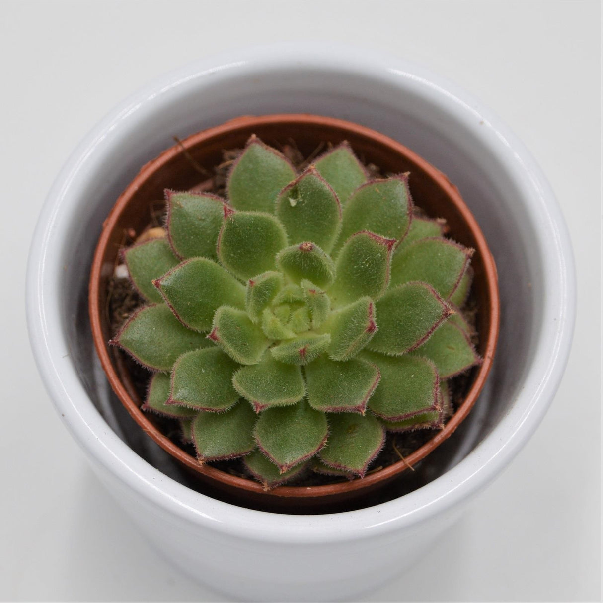 Echeveria derosa Herr Herrsblute - 5,5cm