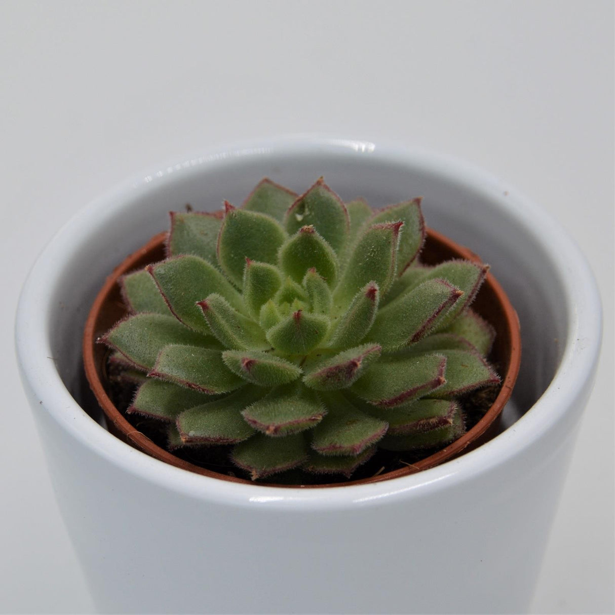 Echeveria derosa Herr Herrsblute - 5,5cm