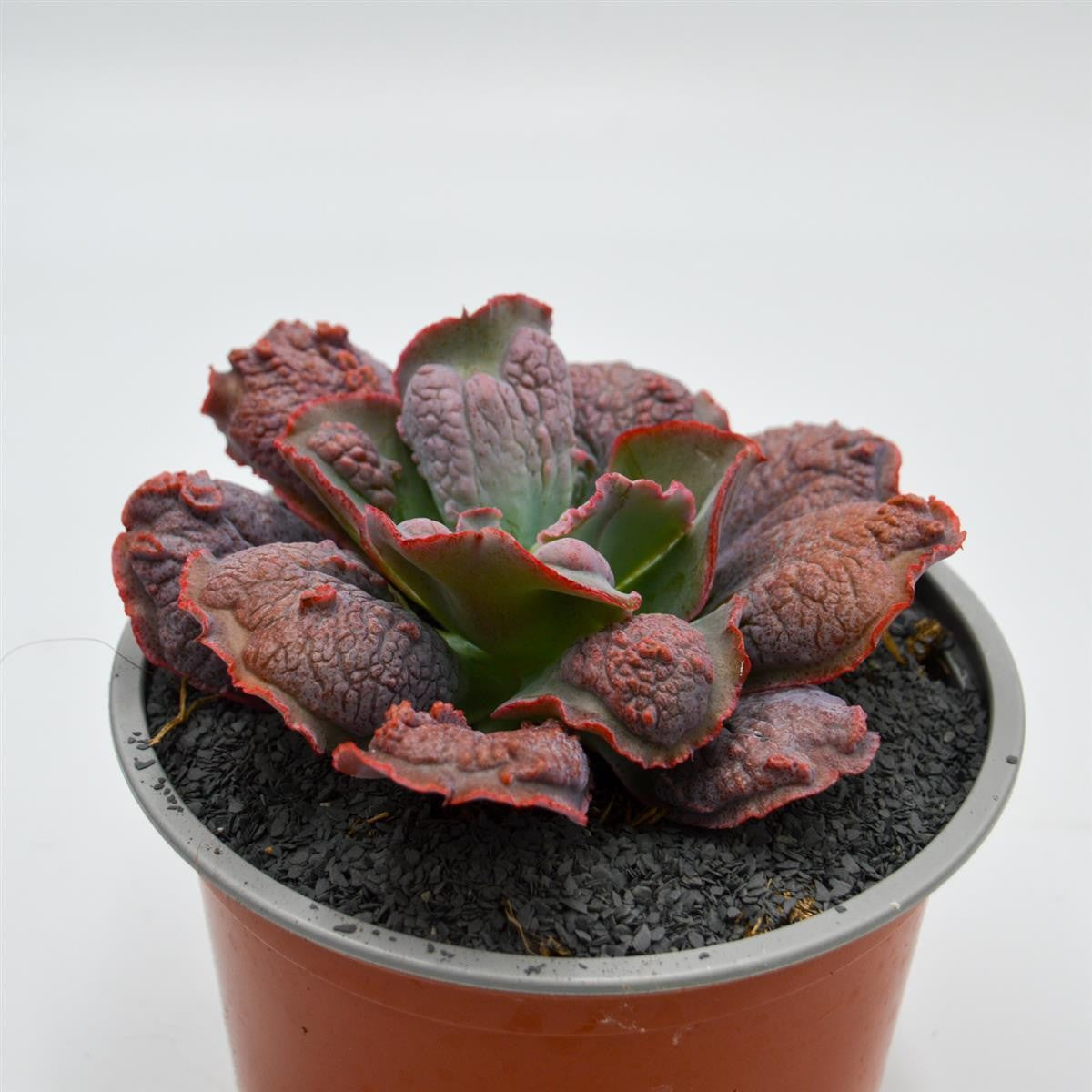 Echeveria Dick Wright - 13cm