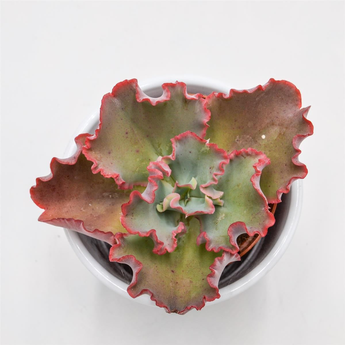 Echeveria Dicks Pink - 8,5cm
