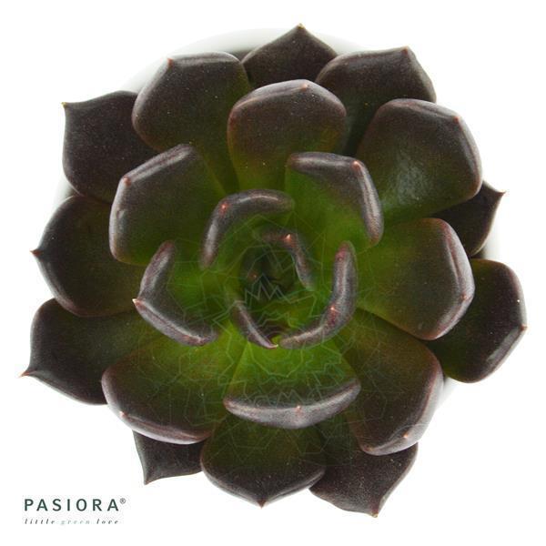 Echeveria Echoc - 6cm