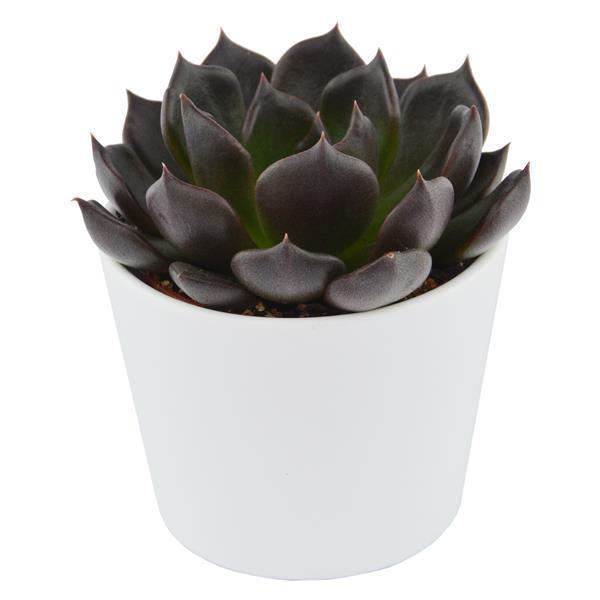 Enchanté Echeveria, 10 Stück