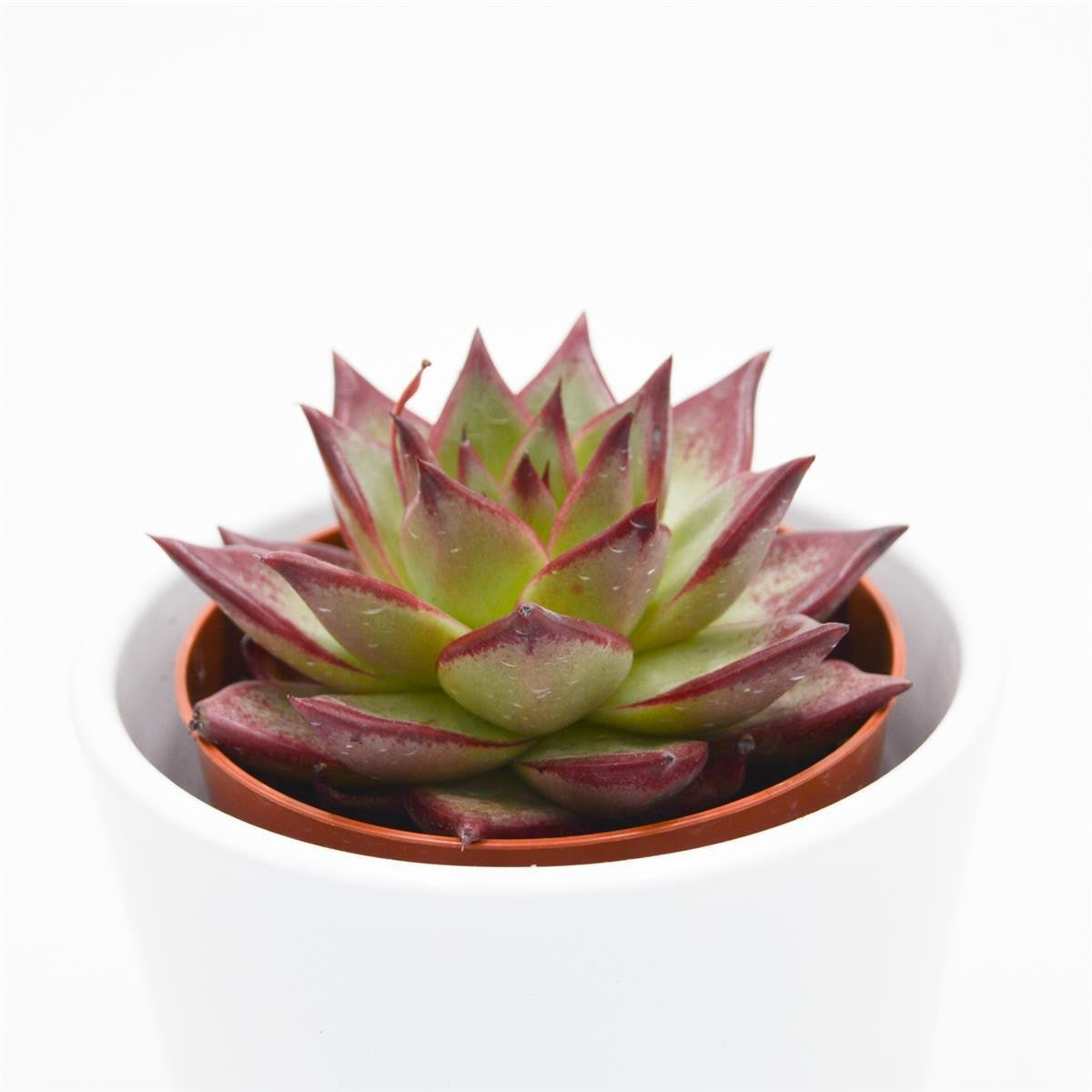 Echeveria Electra - 8,5cm
