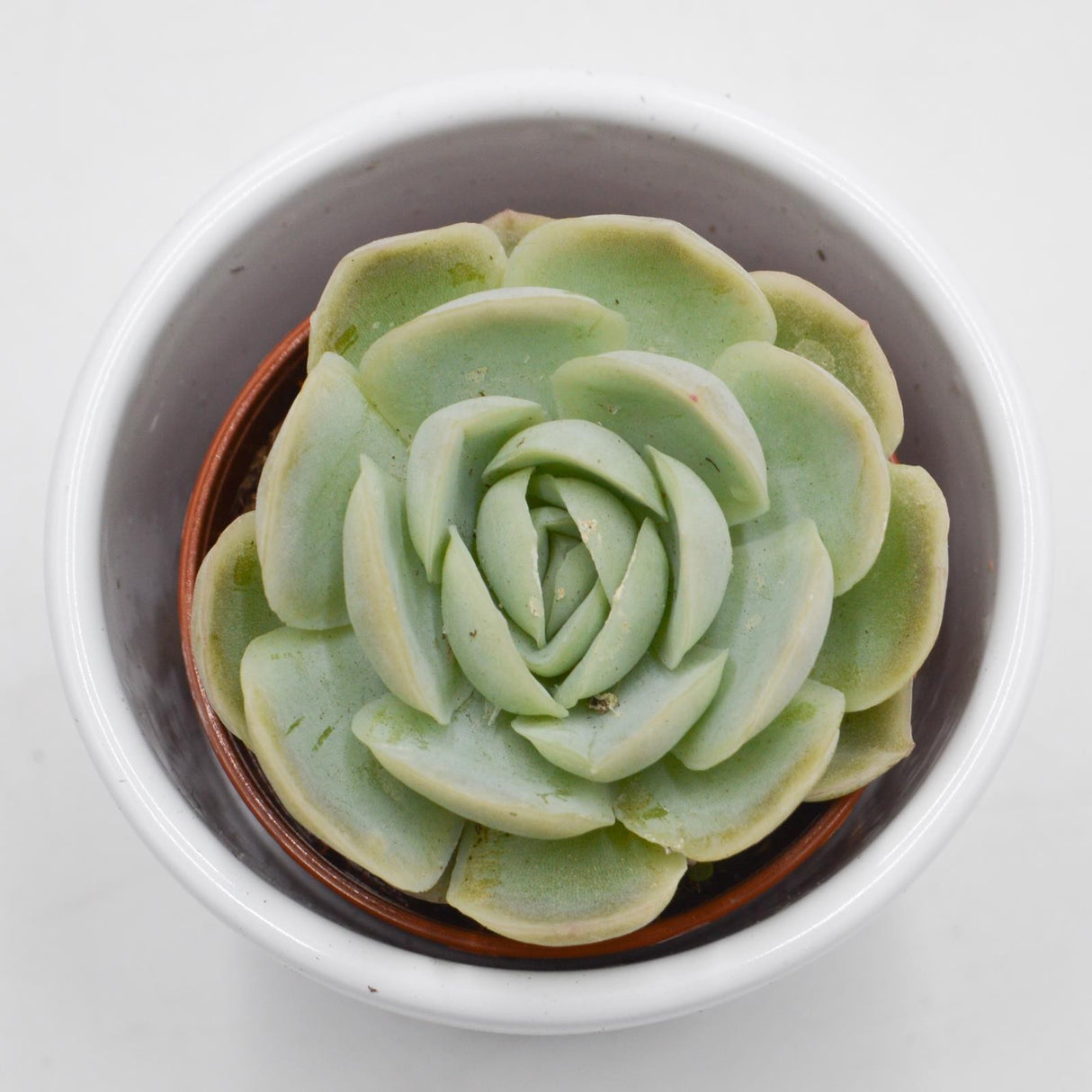 Echeveria elegans - 5,5cm