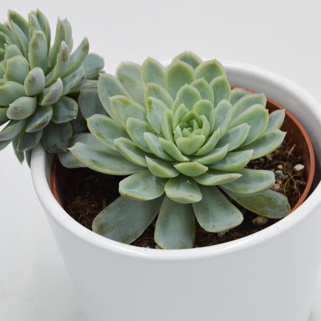 Echeveria elegans - 10,5cm