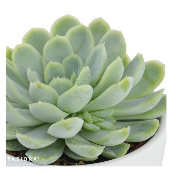 Echeveria elegans - 5,5cm