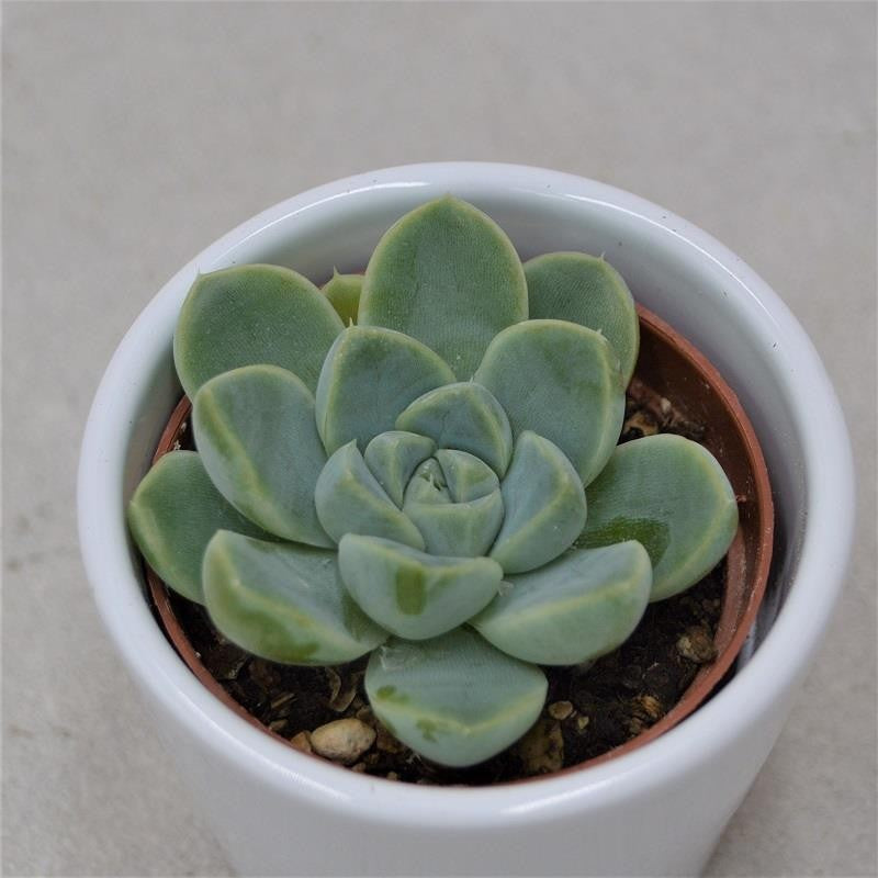 Echeveria albicans - 6cm