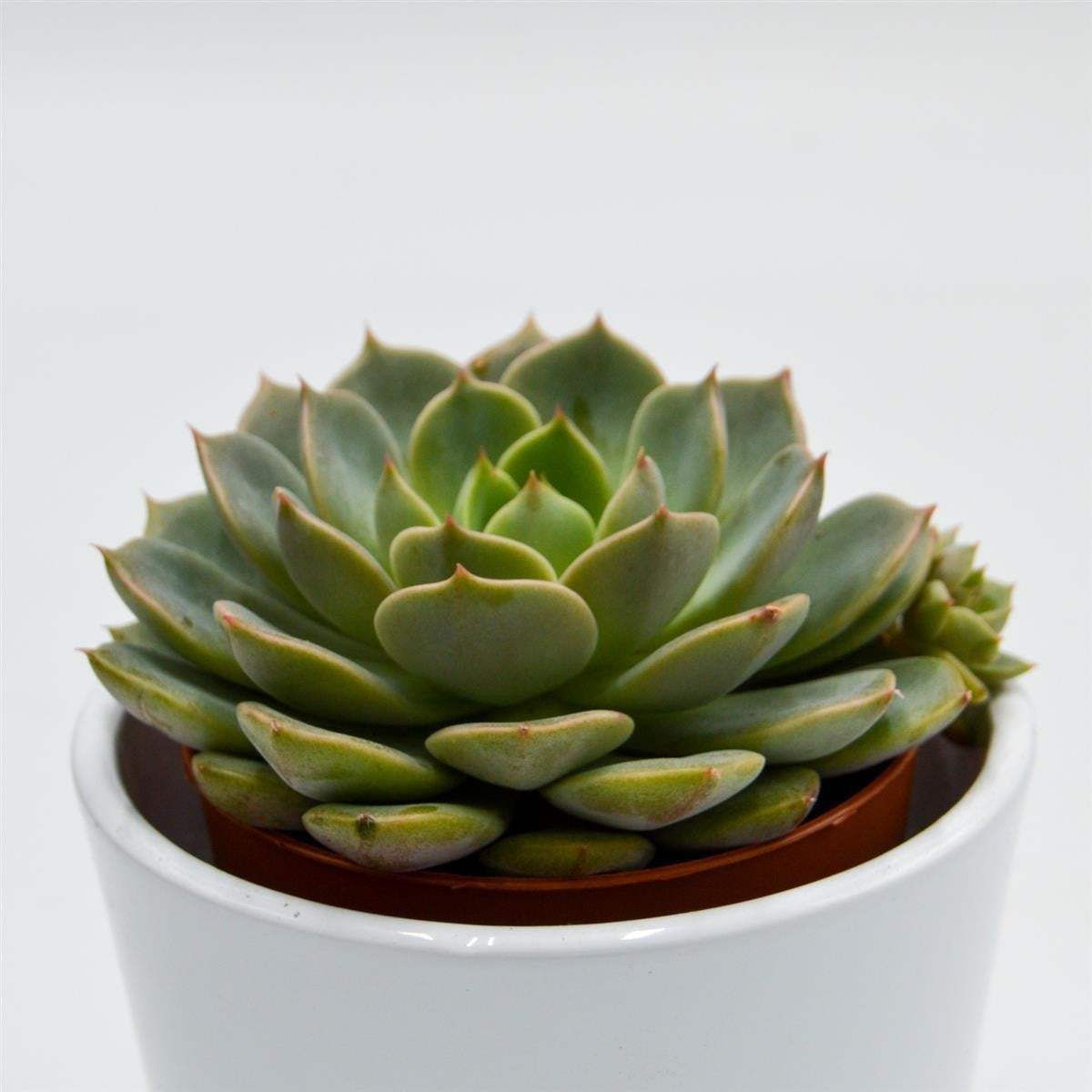 Echeveria Elfstone - 8,5cm